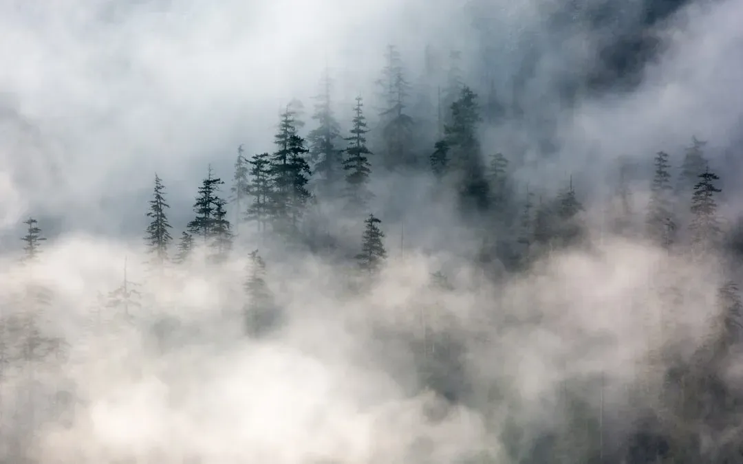 serene forest scene with morning mist rising from the ground